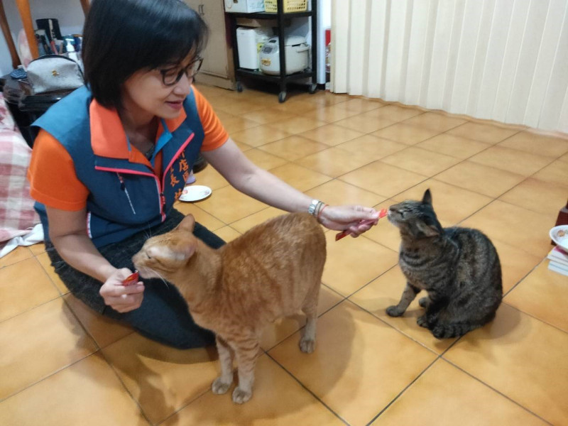 林燕玲里長餵家中貓咪吃零食。   圖：新北市動保處提供