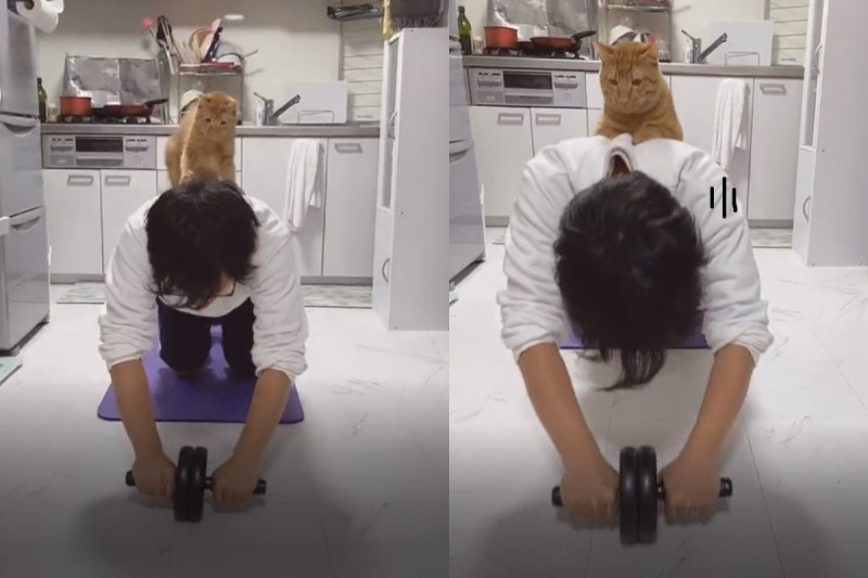 日本一名推主在家裡健身時，被「重量橘」趴背幫加強！   圖：翻攝自twitter帳號tanukiandtora