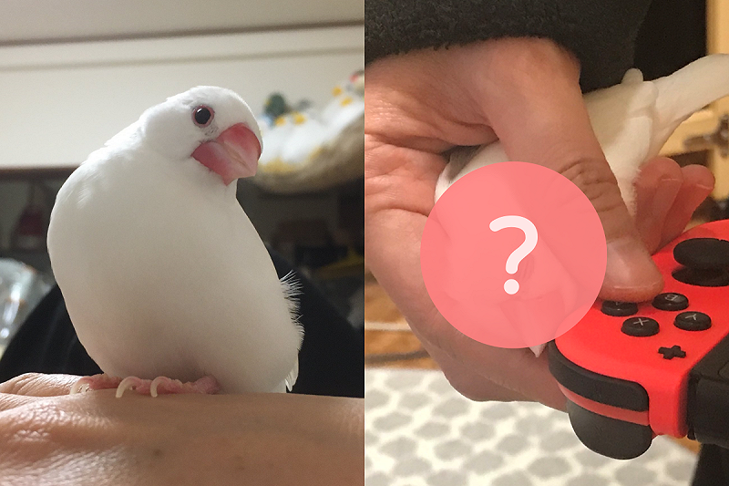 飼主打Game不理牠，文鳥趁人類擺出這手勢時，硬鑽進去討摸，眾人見之驚呼「撒嬌之王」。   圖：翻攝自Twitter：scauter_