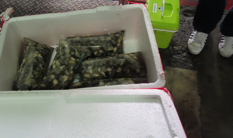 越南「鮮蚵肉」驗出諾羅病毒。   圖：食品藥物管理署／提供