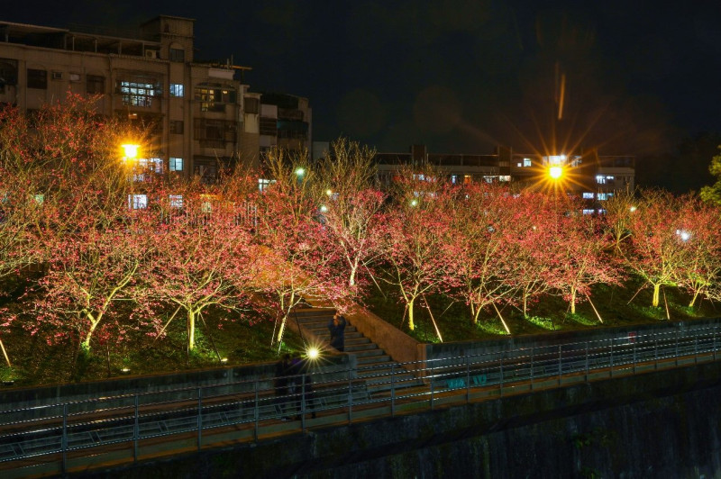樂活夜櫻季。   圖：台北市公園處 / 提供