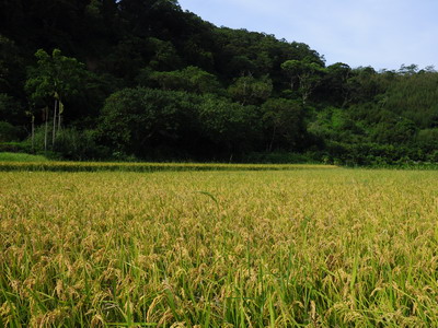 兩岸貨貿協議談判中，外界對於是否可能開放包含稻米等830項中國農產品進口一事十分擔憂。   圖：翻攝自農委會官網