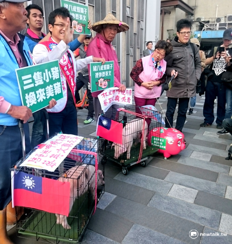 國民黨27日公佈一項「針對開放進口美豬」做了一項民調，有將近7成民眾反對開放含有瘦肉精美豬。   圖：新頭殼資料照片