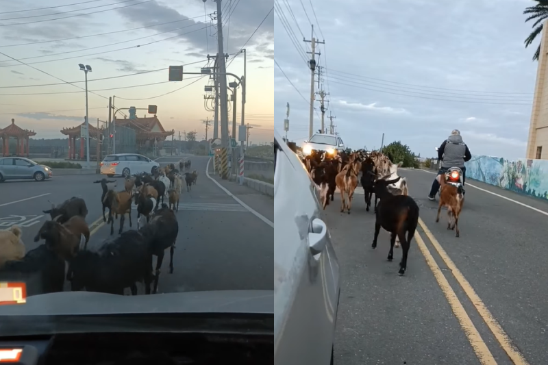 雲林車主竟在馬路上看到羊群快樂遊街，他傻住愣在當場：「這是什麼情形？」   圖：翻攝自臉書社團《爆廢公社二館》