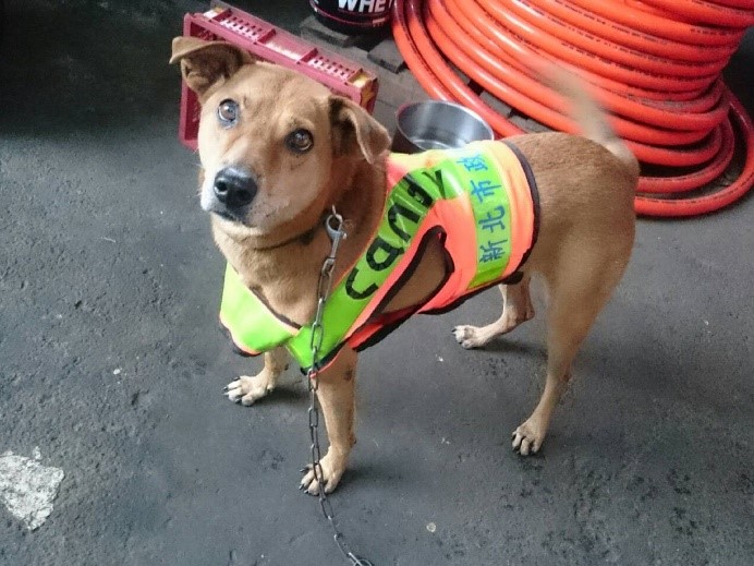 candy是新北市板橋區清潔隊機關犬，平時都待在板橋區清潔隊華東場區。   圖：新北市動保處提供