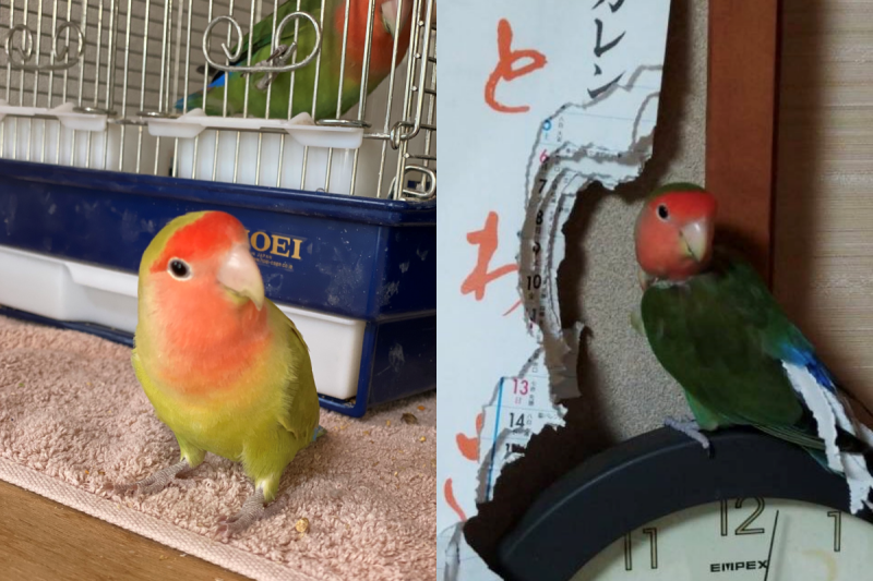 頑皮鳥寶新年就搗蛋，飼主看到2022月曆傻了，網友笑：「2022提前結束囉！」   圖／Twitter：ykk45moonlight
