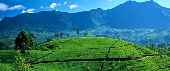 斯里蘭卡以茶業聞名，近年卻因疫情，經濟陷入危機。   圖：翻攝自斯里蘭卡政府官網