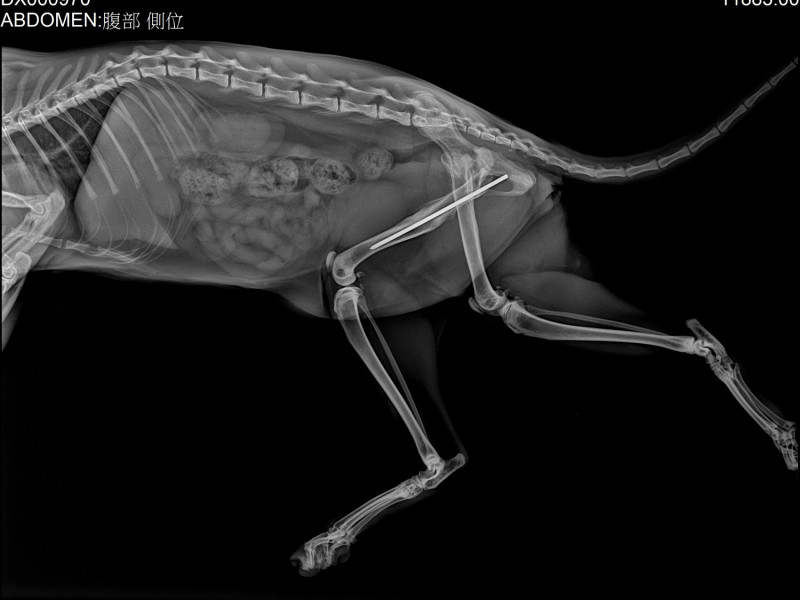 幼貓被手術後約2個半月，確認骨折癒合移除骨釘。   圖：新北市動保處提供
