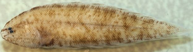 分布於菲律賓的細身無線鰨正模標本照。   圖：水試所/提供