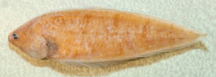 分布於巴布亞紐幾內亞的多鱗無線鰨正模標本照。   圖：水試所/提供