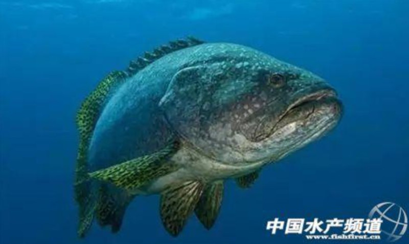 中國海關總署6日宣布，對我國活魚也發出檢疫警示通報，並點名兩家台灣養殖場暫停受理活魚報關。   圖：翻攝中國水產頻道