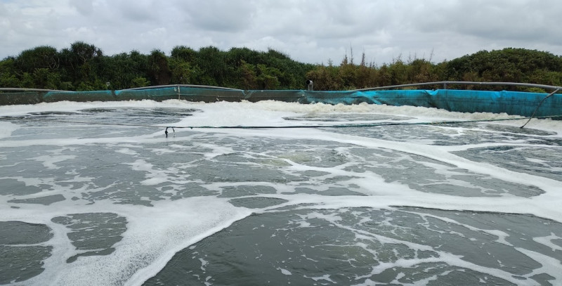 30天以上的入水池水消毒以及水質淨化。 圖:新北市動保處提供