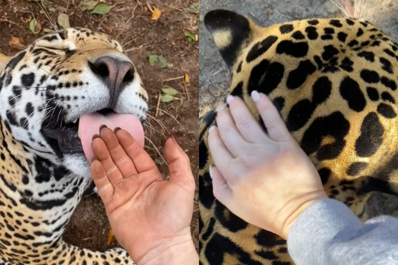 跟著拍攝者用第一視角摸豹的頭，牠呆萌反應讓網友全嗨翻：「可以養嗎？」   圖／TiKTok：emilyyackee