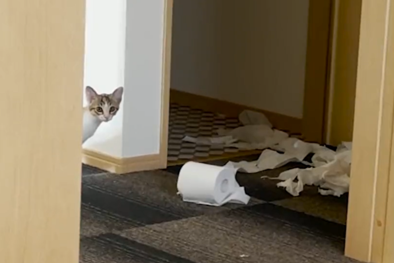 推主回家見到衛生紙散落一地，貓被抓包後原地呆愣9秒，最後舉動超勇敢。   圖／Twitter：totomaru_hanmi