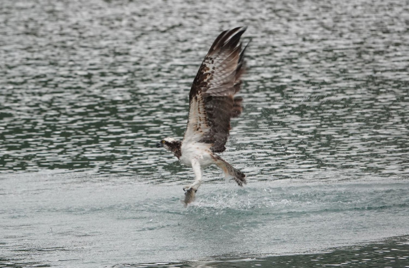魚鷹下水捕食，因其拍攝不易，常有鳥友以魚引誘拍攝美照，涉嫌騷擾保育類野生動物。   圖：新北市動保處提供