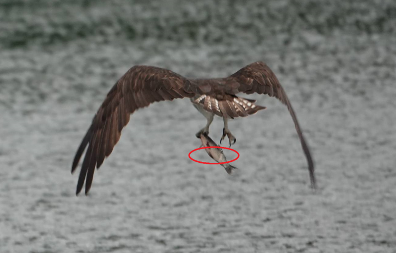 照片上可見魚肚有一道傷口 (圓圈處)，疑為人放置魚類誘導魚鷹前來捕捉以拍攝美照。   圖：新北市動保處提供