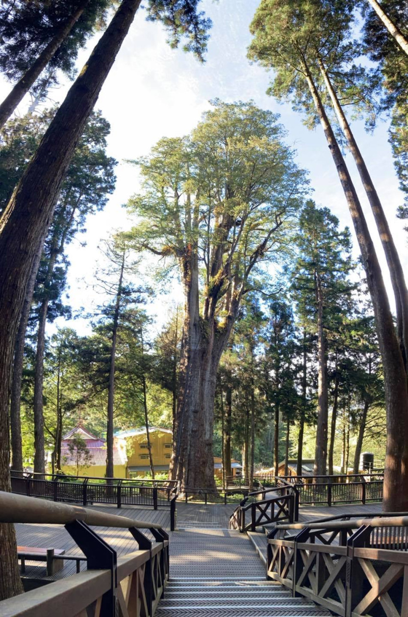 農委會林務局今日舉行直播，揭曉阿里山神木們的真實樹齡（圖為香林神木）。   圖：翻攝自阿里山國家森林遊樂區
