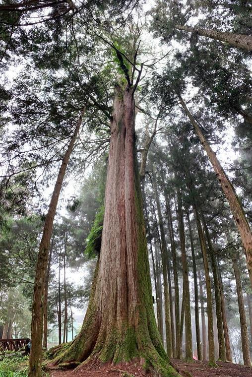 農委會林務局表示，研究發現阿里山巨木年齡比先前推估減少許多（圖為千歲檜）。   圖：農委會林務局／提供