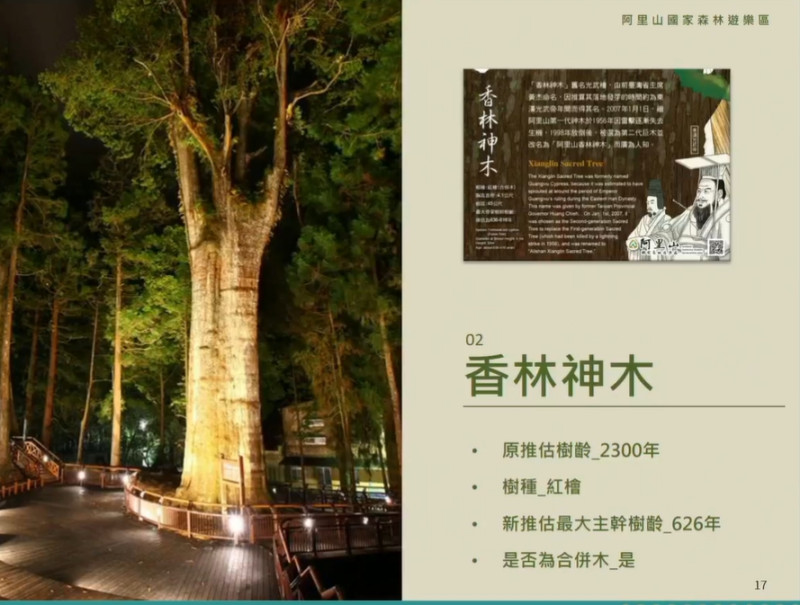 香林神木原先推估樹齡為2300年，研究後最新推估為626年。   圖：擷取自林務局直播