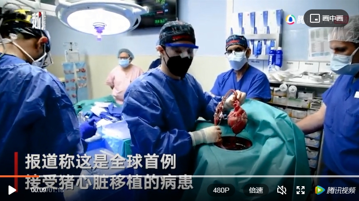 一名 57 歲的馬里蘭男子在接受轉基因豬心臟移植手術3天后情況良好，這是人類首次成功接受轉基因豬心臟移植。   圖 : 翻攝自我們 / 騰訊