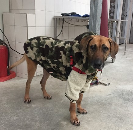 新店動物之家明星犬「大大」可以溫暖度過寒冬。   圖：新北市動保處提供