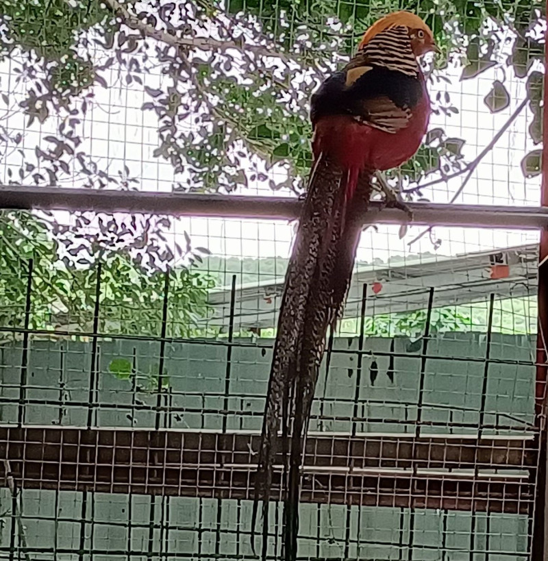 紅腹錦雞雄鳥，全身羽毛色彩多樣艷麗。   圖：新北市動保處提供