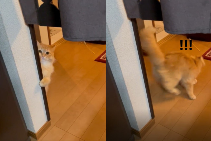 日本一隻貓咪躲在角落看偷窺飼主，被發現後馬上落跑！   圖／Twitter帳號NEKOLAND13