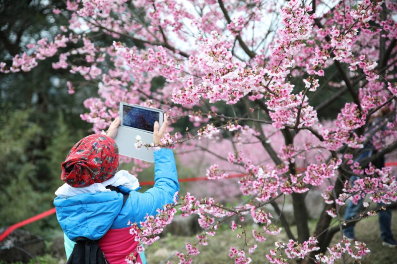 淡水天元宮種植台灣山櫻花、三色櫻、日本吉野櫻等各樣品種，是新春著名賞櫻景點。   圖：新北市觀旅局提供
