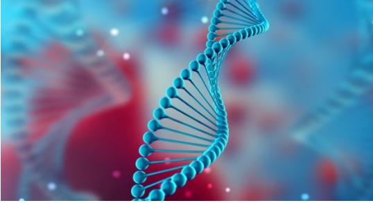 DNA與RNA為構成生命的重要成分。（圖為DNA示意圖）   圖：翻攝自knowledgeatwharton.com.cn（資料照）