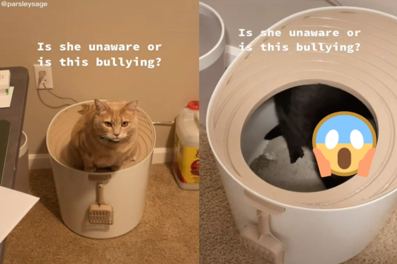 國外一名女飼主發現橘貓上完廁所後，貓砂盆裡竟然還有一隻黑貓！   圖：翻攝自TikTok帳號parsleysage