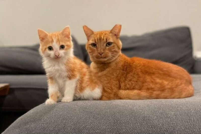 一隻中途的橘白小貓竟然說服長期住在門廊的橘貓進屋！   圖：翻攝自FB帳號kittenkonnoisseur