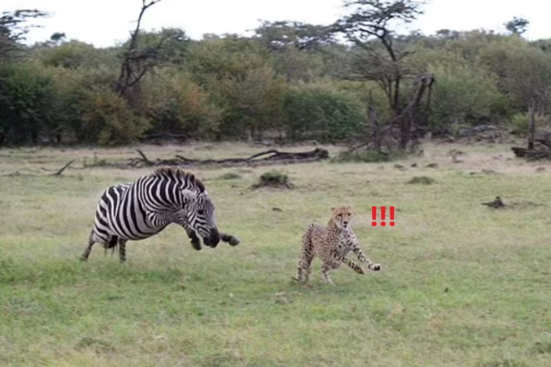 攝影師目睹一隻獵豹被斑馬追趕的奇特畫面。   圖／翻攝自Kennedy News／Sebastian Lehrke