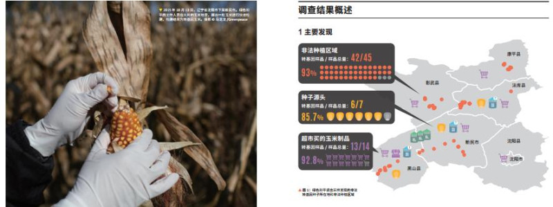 綠色和平組織發布《非法轉基因玉米產業鏈》調查報告，警告非法基改玉米可能上了中國人的餐桌。   圖：翻攝綠色和平組織官網