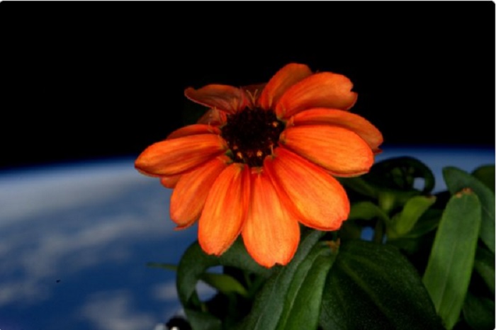 國際太空站所培育的百日菊開花了！長期駐守在太空站的美國太空人凱利(Scott Kelly)18日在推特(twitter)上貼出照片向大家報告。   圖：翻攝NASA推特