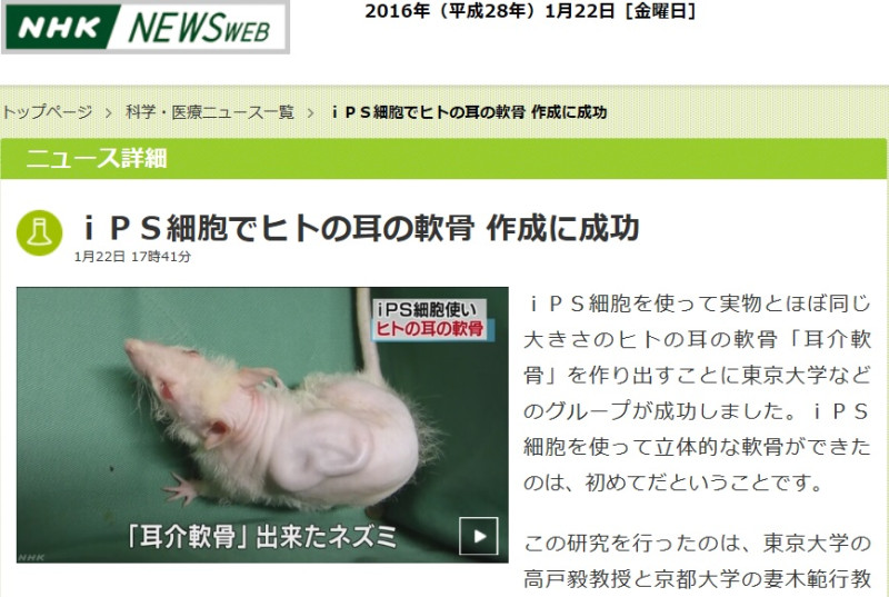 根據日本放送協會(NHK)22日報導，日本東京大學、京都大學等研究團隊用iPS細胞做出立體的人耳軟骨，這是史上第1次。    圖：翻攝自NHK官網