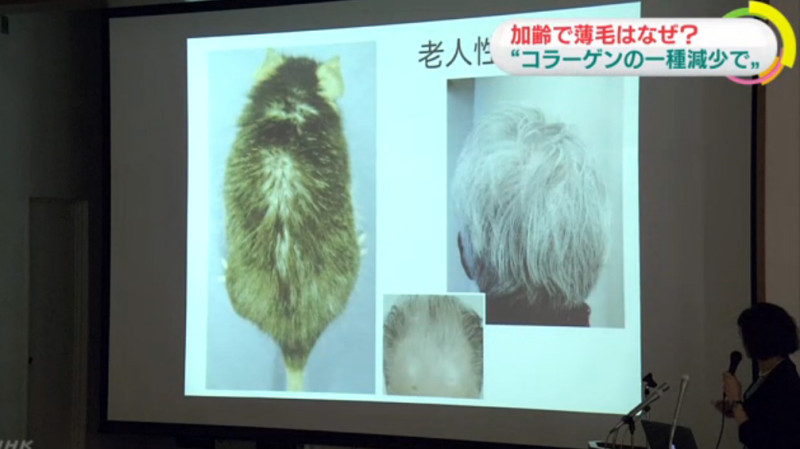 東京醫科齒科大學教授西村榮美正說明實驗鼠毛髮脫落，與老人頭髮稀疏的關連。   圖：翻攝NHK