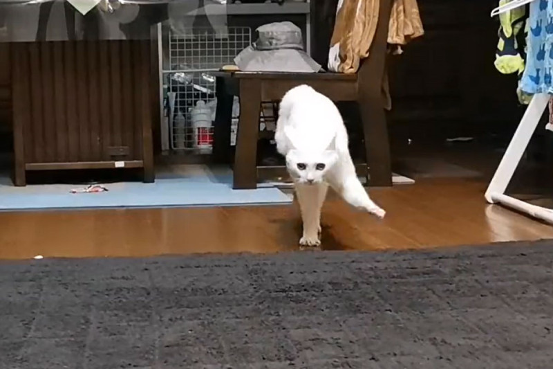日本一隻白貓走路姿勢相當特別，網友看了都笑稱有夠跩！   圖／IG帳號an_nin_coco