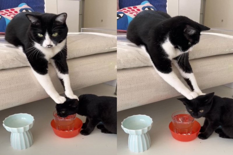 日本一隻小黑貓喝水時，竟然被賓士貓雙手壓頭！   圖／IG帳號14_nekohouse