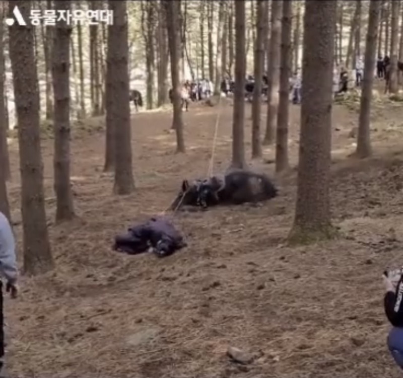 韓國 KBS 電視台為拍攝馬匹摔倒鏡頭，強制將馬匹絆倒致其死亡，事件曝光後引發巨大爭議。   圖：翻攝自推特