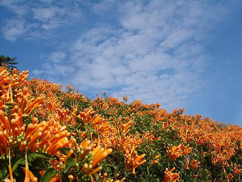 苗栗銅鑼炮仗花海公園。   圖：取自銅鑼鄉公所網站