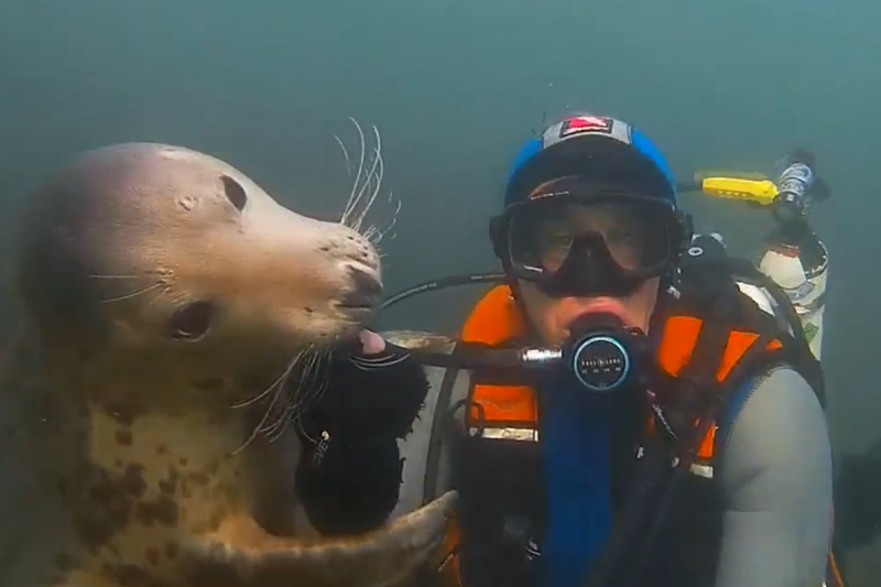 這隻海豹超會撒嬌，見潛水員分心還拍肩拉回注意力，網友笑：「根本是海中狗狗」。   圖／Twitter：Sealdiver