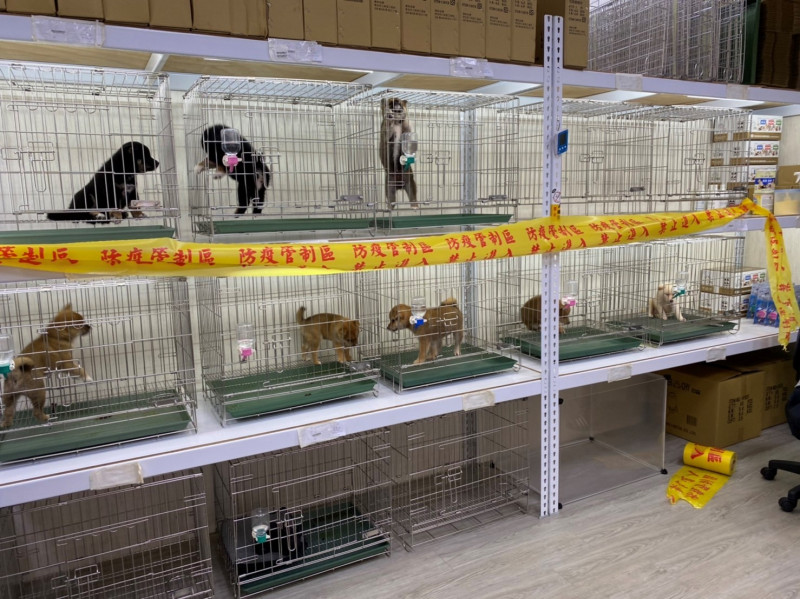動保處拉起黃色封鎖線，扣留並禁止26隻幼犬移動及販賣。   圖：新北市動保處提供