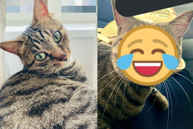 日本一隻虎斑貓發現奴才帶牠到醫院，竟露出一臉驚訝的表情！（圖／推特帳號_zrsn）   圖：翻攝Twitter/_zrsn