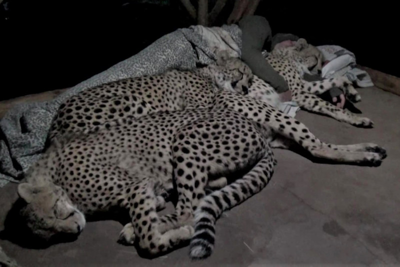 南非一名動物攝影師在獵豹保育園區與3隻獵豹一起睡覺。   圖／翻攝自Youtube帳號Dolph C. Volker