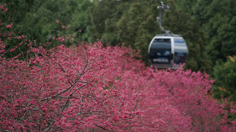 中央氣象局今年首度公開櫻花的花期預報（圖為九族文化村八重櫻）。   圖：擷取自「九族櫻花祭」臉書