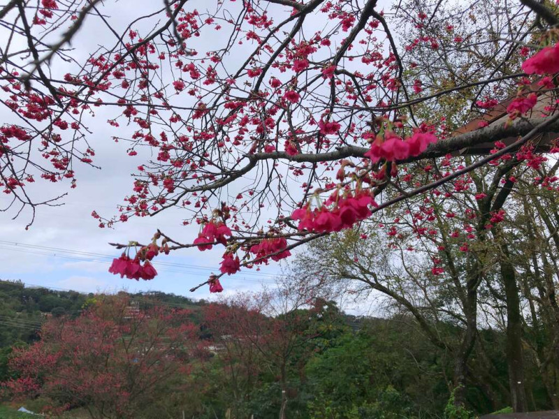 櫻花開。   圖：取自台北旅遊網