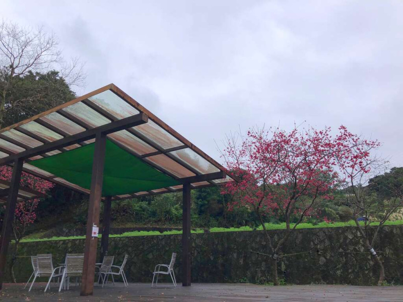 楓樹亭伴櫻花。   圖：取自台北旅遊網