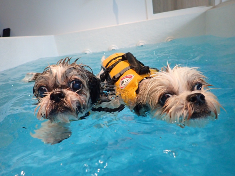 一些寵物旅館有附設游泳池，可提供寵物游泳的服務。   圖：新北市動保處提供
