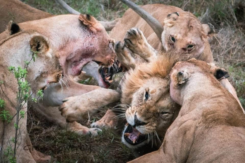 就說不要惹媽媽！白目公獅搶小孩食物，慘遭母獅群「破蛋」攻擊。   圖／Facebook：Gren Sowerby Photography-Yap Yap images
