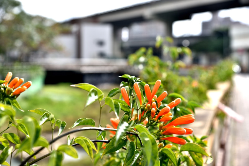 炮仗花為春節的象徵，每逢一月下旬登場。   圖：新北市水利局提供